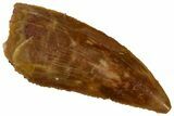 Serrated, Raptor Tooth - Real Dinosaur Tooth #296163-1